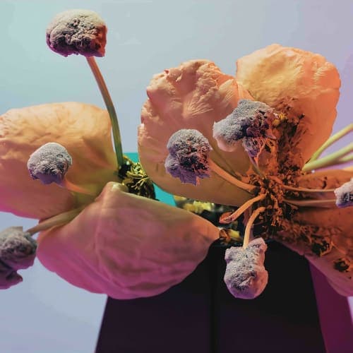 Super Plankton Lake Theory